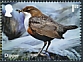 White-throated Dipper Cinclus cinclus  2023 River wildlife 10v set