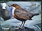 White-throated Dipper Cinclus cinclus  2023 River wildlife 10v sheet, sa