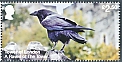 Northern Raven Corvus corax