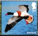Common Shelduck Tadorna tadorna Common Shelduck Tadorna tadorna