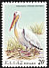 Great White Pelican Pelecanus onocrotalus  1979 Endangered birds 