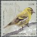 Eurasian Siskin Spinus spinus