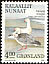 Snow Goose Anser caerulescens  1990 Birds 