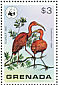 Scarlet Ibis Eudocimus ruber