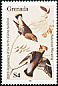 Bohemian Waxwing Bombycilla garrulus  1985 Audubon 