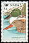 Northern Shoveler Spatula clypeata  1988 Birds 