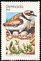 Semipalmated Plover Charadrius semipalmatus  1989 Birds p 14