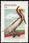 Brown Pelican Pelecanus occidentalis  1989 Birds p 14