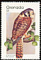 American Kestrel Falco sparverius  1989 Birds p 14