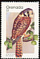 American Kestrel Falco sparverius