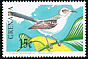 Tropical Mockingbird Mimus gilvus  1990 Birds 