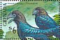 Smooth-billed Ani Crotophaga ani  1990 Birds  MS MS