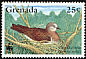 Grenada Dove Leptotila wellsi