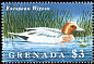 Eurasian Wigeon Mareca penelope  1995 Water birds of the world 