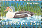 King Eider  Somateria spectabilis