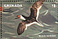 Black Skimmer  Rynchops niger