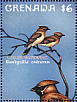 Cedar Waxwing Bombycilla cedrorum  2000 Birds  MS MS