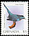 Grey Catbird Dumetella carolinensis  2000 Bird definitives 