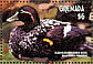Fuegian Steamer Duck Tachyeres pteneres  2001 Hong Kong 2001, ducks  MS MS MS