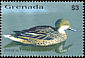 White-cheeked Pintail Anas bahamensis  2003 Birds of the Caribbean 