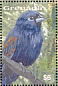 Blue Grosbeak Passerina caerulea  2003 Birds of the Caribbean  MS