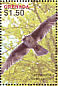 Prairie Falcon Falco mexicanus