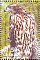 Cooper's Hawk Accipiter cooperii