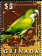 Monk Parakeet Myiopsitta monachus  2009 Birds of the Caribbean 