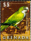 Monk Parakeet Myiopsitta monachus