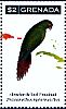 Slender-billed Parakeet  Enicognathus leptorhynchus