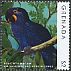 Hyacinth Macaw Anodorhynchus hyacinthinus  2013 Parrots 