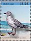 Grey-headed Gull Chroicocephalus cirrocephalus