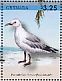 Hartlaub's Gull Chroicocephalus hartlaubii