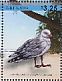 Silver Gull Chroicocephalus novaehollandiae