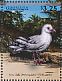 Silver Gull Chroicocephalus novaehollandiae  2014 Gulls Sheet