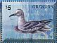 Slender-billed Gull Chroicocephalus genei  2014 Gulls Sheet