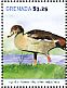 Egyptian Goose Alopochen aegyptiaca  2015 Birds of the world Sheet