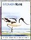 Pied Avocet Recurvirostra avosetta  2015 Birds of the world Sheet