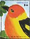 Western Tanager Piranga ludoviciana  2015 Birds of the world  MS