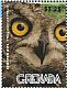 Spotted Owl Strix occidentalis