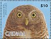 Collared Owlet Taenioptynx brodiei  2015 Owls  MS
