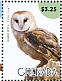 American Barn Owl Tyto furcata  2015 Owls Sheet