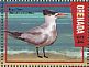 Royal Tern Thalasseus maximus  2016 Caribbean seabirds Sheet