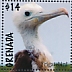 Magnificent Frigatebird Fregata magnificens