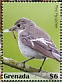 European Pied Flycatcher Ficedula hypoleuca  2020 Flycatcher Sheet