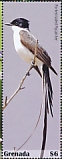 Fork-tailed Flycatcher Tyrannus savana  2020 Flycatcher Sheet