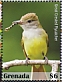 Great Crested Flycatcher Myiarchus crinitus  2020 Flycatcher Sheet