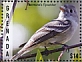 Hammond's Flycatcher Empidonax hammondii  2020 Flycatcher  MS