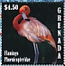 American Flamingo Phoenicopterus ruber