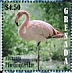 American Flamingo Phoenicopterus ruber